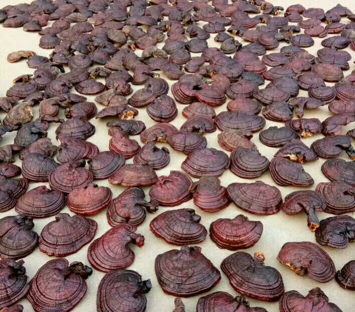 灵芝系列产品组合展示