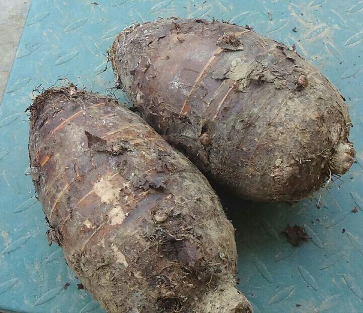 冷冻一年后荔浦芋头与其他根茎类蔬菜营养对比柱状图