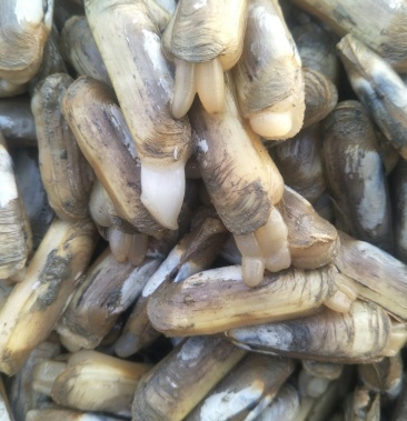 50元/斤 - 一亩田