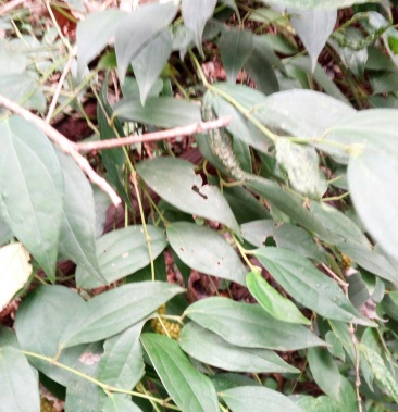 野生,海风藤,风藤子