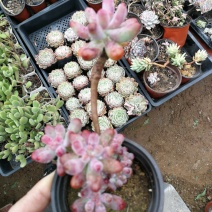 多肉植物
