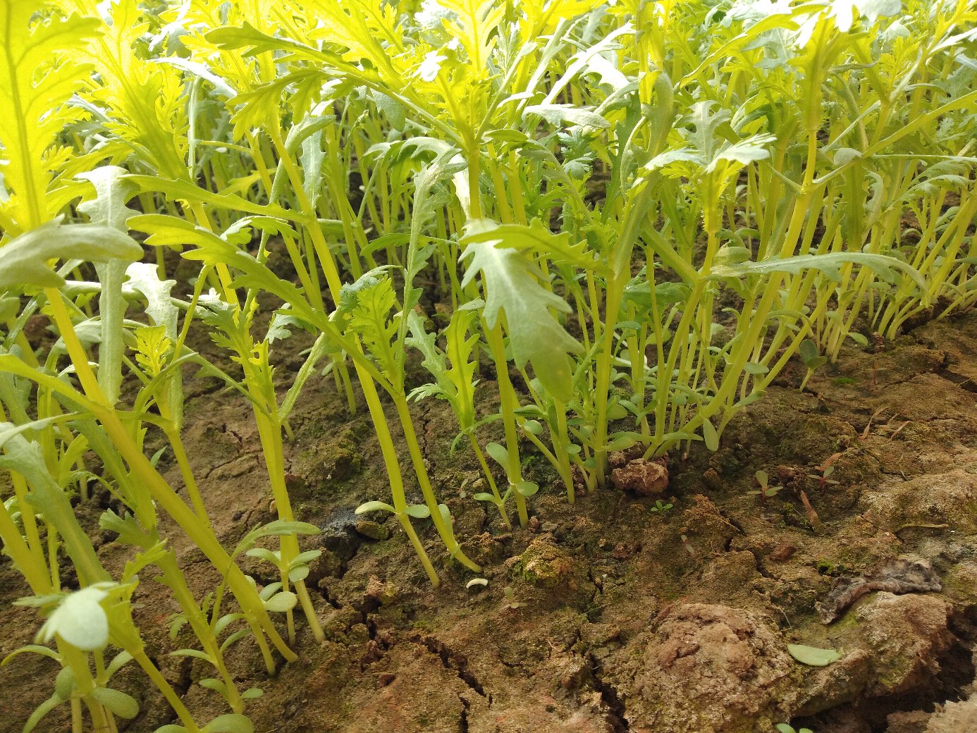 一株正在开花的茼蒿,茎秆直立,顶端开着数朵小型黄色菊花状花朵,花瓣呈放射状排列,背景为田园土壤环境,阳光充足 茼蒿植株开花特写