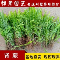 肾蕨小苗工程绿化苗木批发