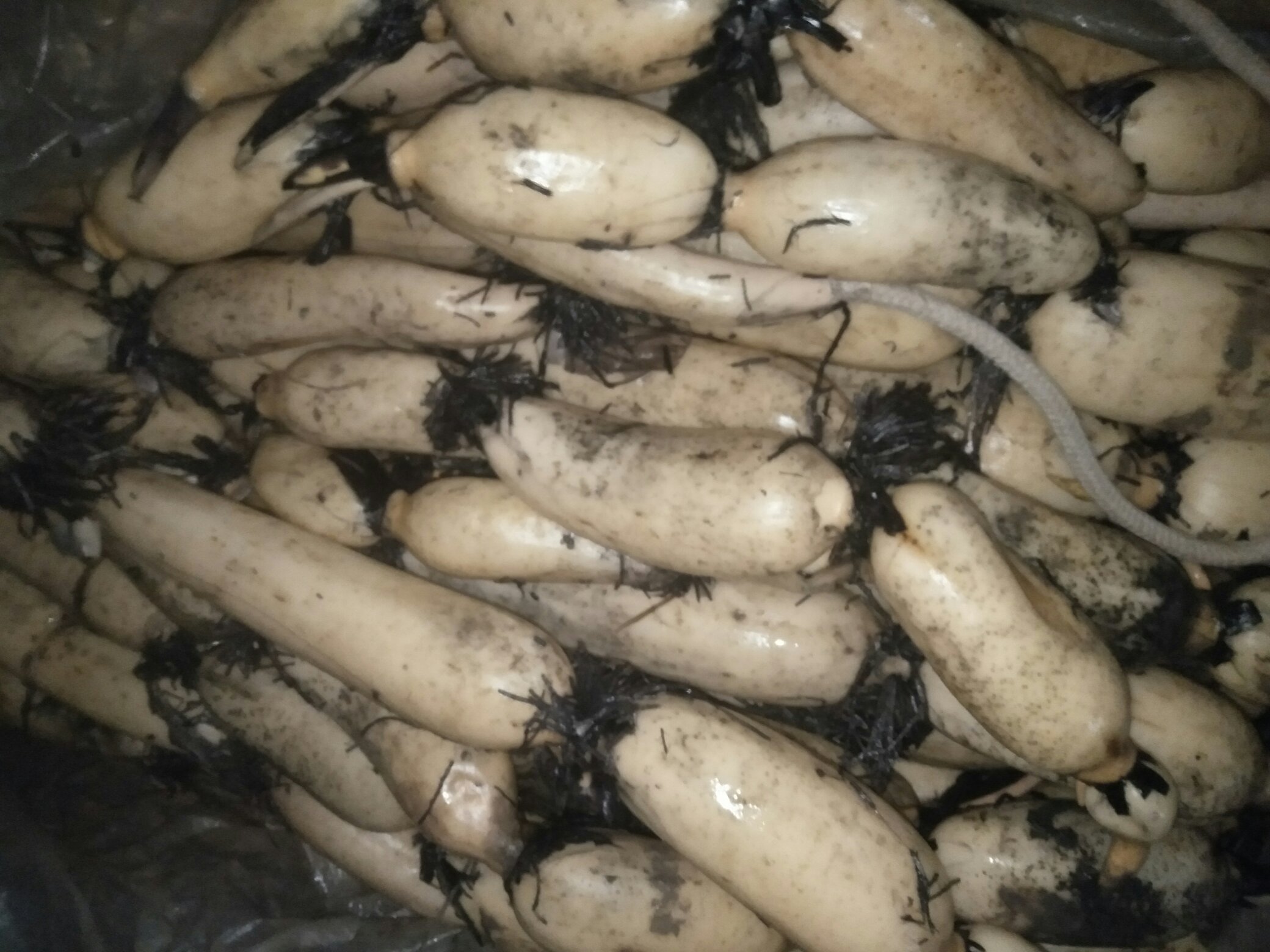 一根完整的新鲜莲藕,外皮呈浅褐色,质地饱满,根须清晰可见 新鲜莲藕整根展示图