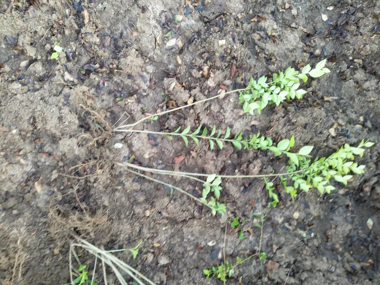 显微镜下观察的大叶女贞顶芽横切面,可见多个突起状花原基围绕生长点排列,细胞分裂活跃,周围有保护鳞片覆盖。标注了花萼原基、花瓣原基位置,展示早期花芽发育过程。 大叶女贞花芽分化显微结构图