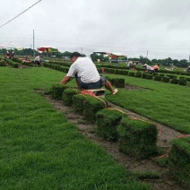 马尼拉草皮基地