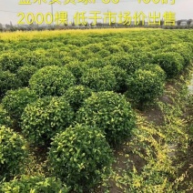 金禾女贞冠幅80以上装车65一棵苗圃大量出售大小规格