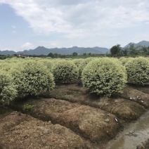 金姬小腊各种规格球类均有小毛球4.5一棵