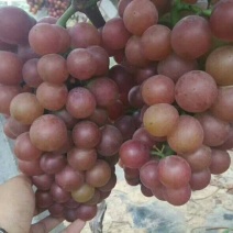 葡萄树