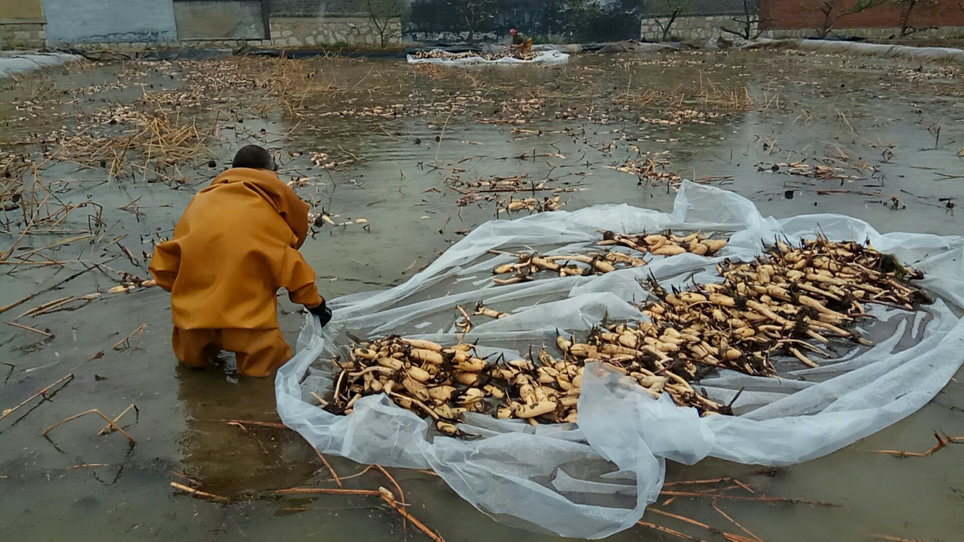 一名经验丰富的采藕人在晨光中弯腰作业,双手从泥水中缓缓抽出一根完整的白莲藕,周围水面漂浮着荷叶残片,背景是一排排整齐排列的藕田,远处有其他工人正在搬运清洗后的莲藕,展现真实的收获现场 人工采挖白莲藕场景