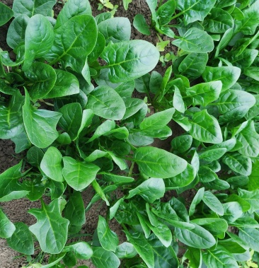 菠菜圆叶小菠菜20公分