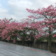 大腹木棉