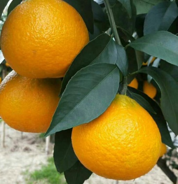 晴姬柑橘苗/基地现挖现发/保湿发货