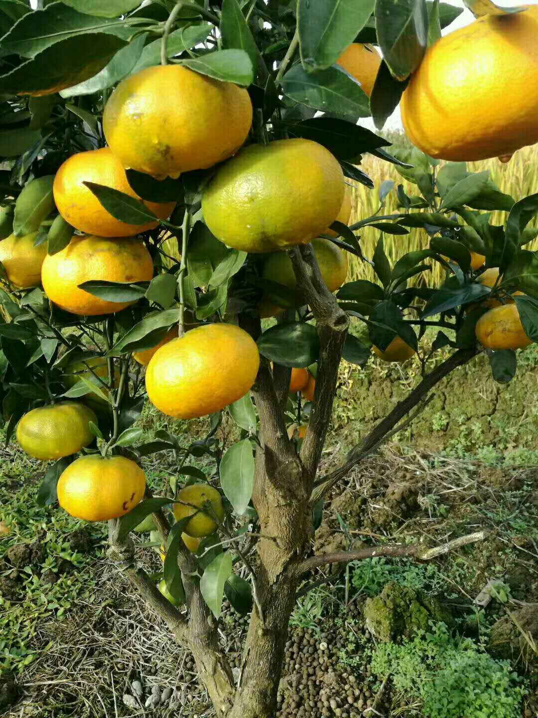 [柑桔苗批发]晴姬柑橘苗/基地现挖现发/保湿发货价格7.