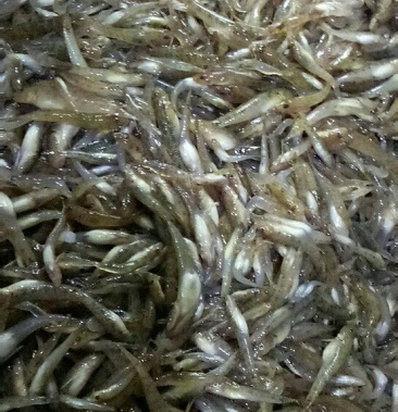 [山根鱼批发]山根鱼价格13.00元/斤 - 一亩田