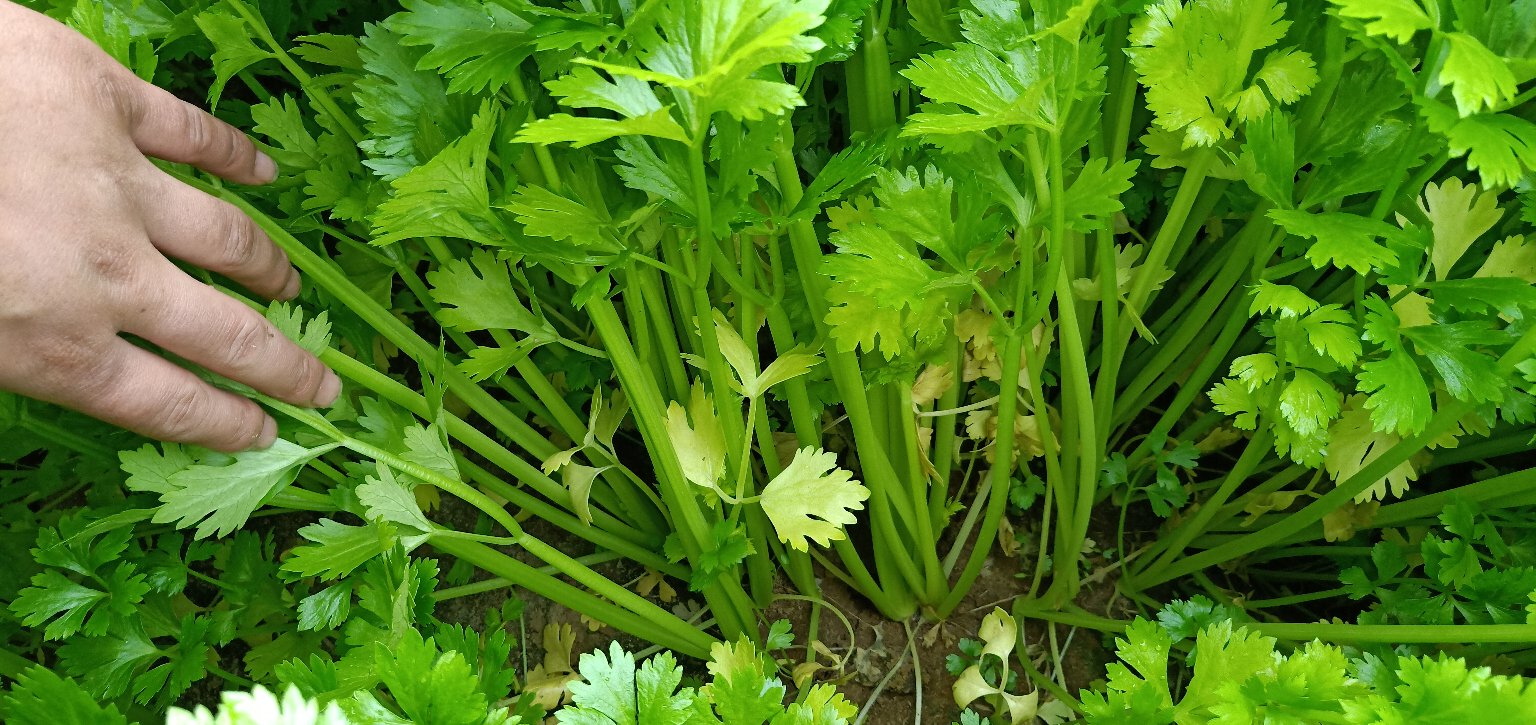 香芹与西芹对比图