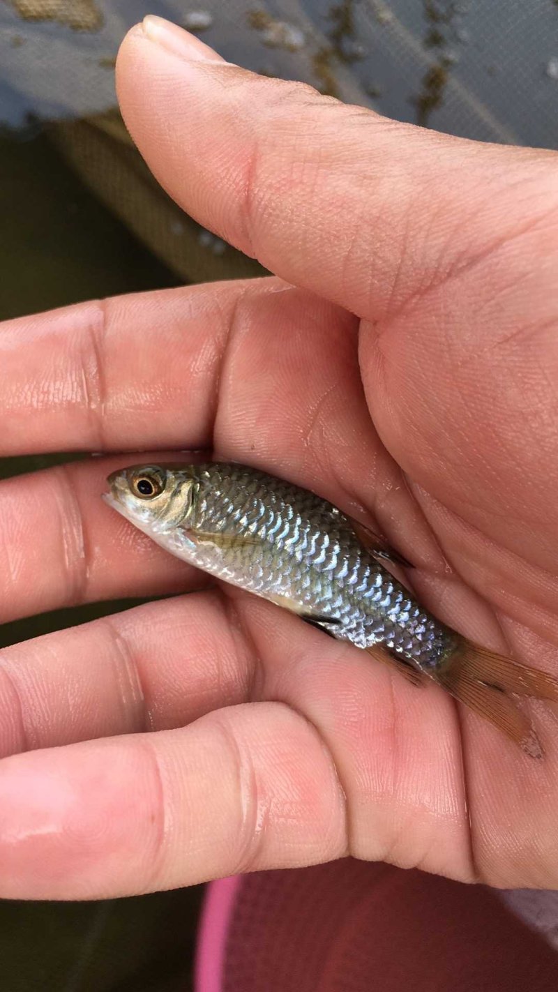 竹八鲤鱼苗竹鲃鲤青竹鲤养殖场直供全国包活发货