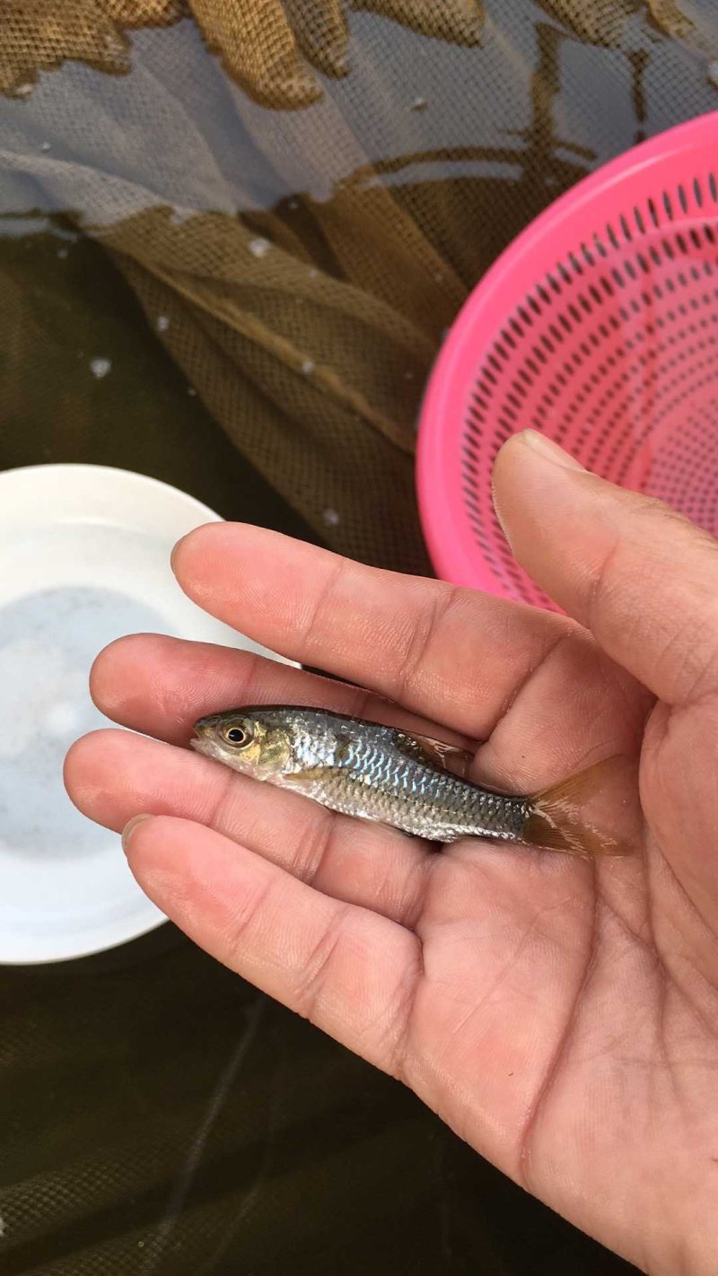 竹八鲤鱼苗竹鲃鲤青竹鲤养殖场直供全国包活发货