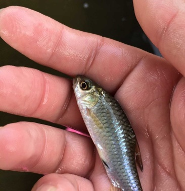竹八鲤鱼苗竹鲃鲤青竹鲤养殖场直供全国包活发货