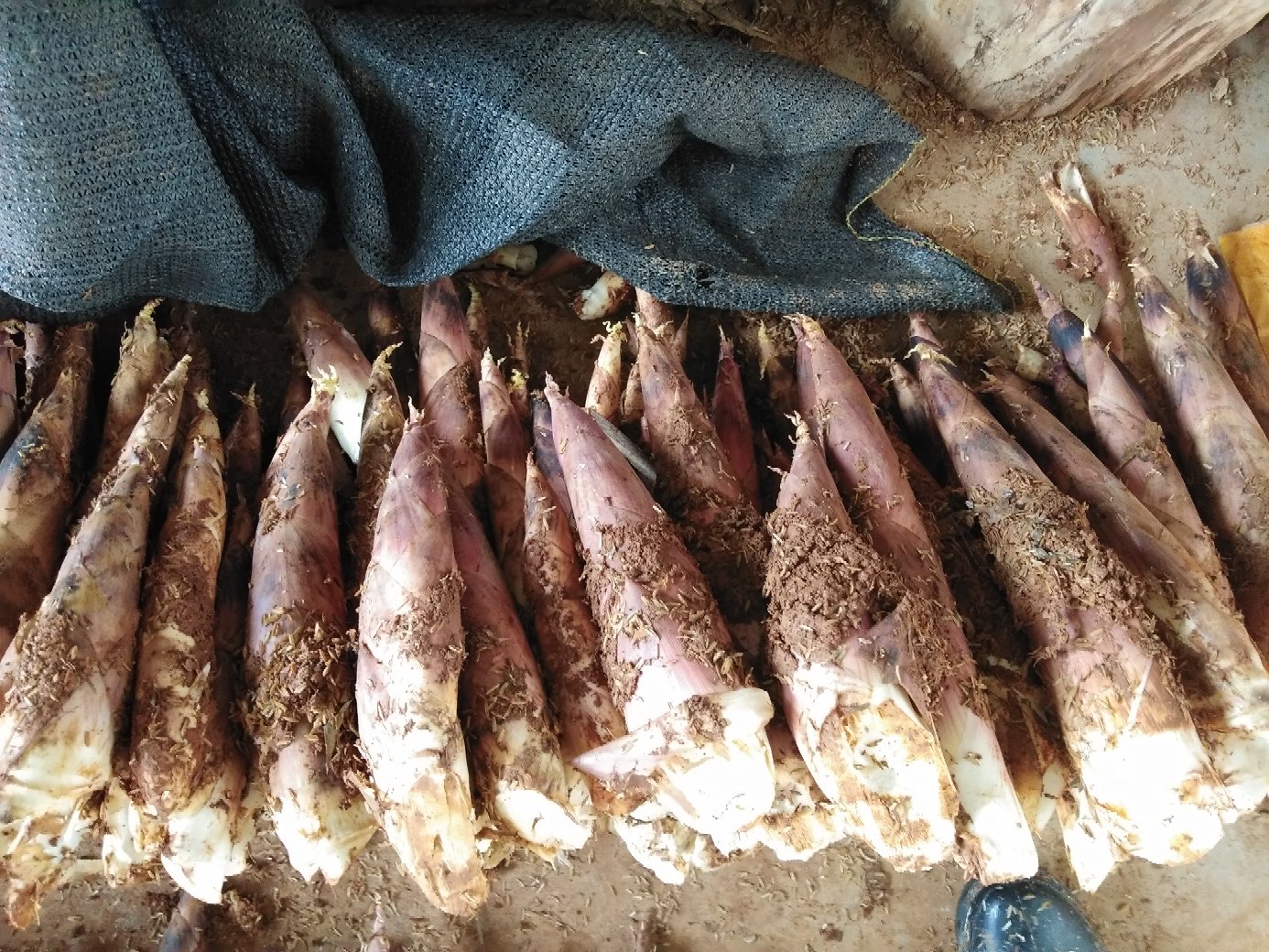 雷竹笋的外观形态