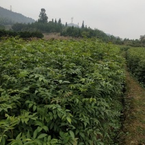 青钱柳一年苗基地直供