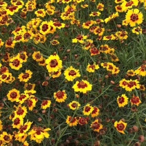 蛇目菊波斯菊金鸡菊紫花地丁等等各种草花50一公斤