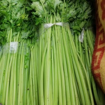 供应芹菜，标准美国西芹，颜色好，口感脆，耐运输