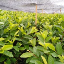 四季白心珍珠番石榴苗，四季白肉芭乐，芭乐树果苗