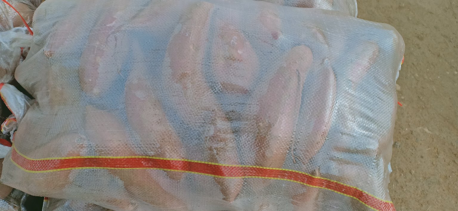 济薯25红薯加工应用图