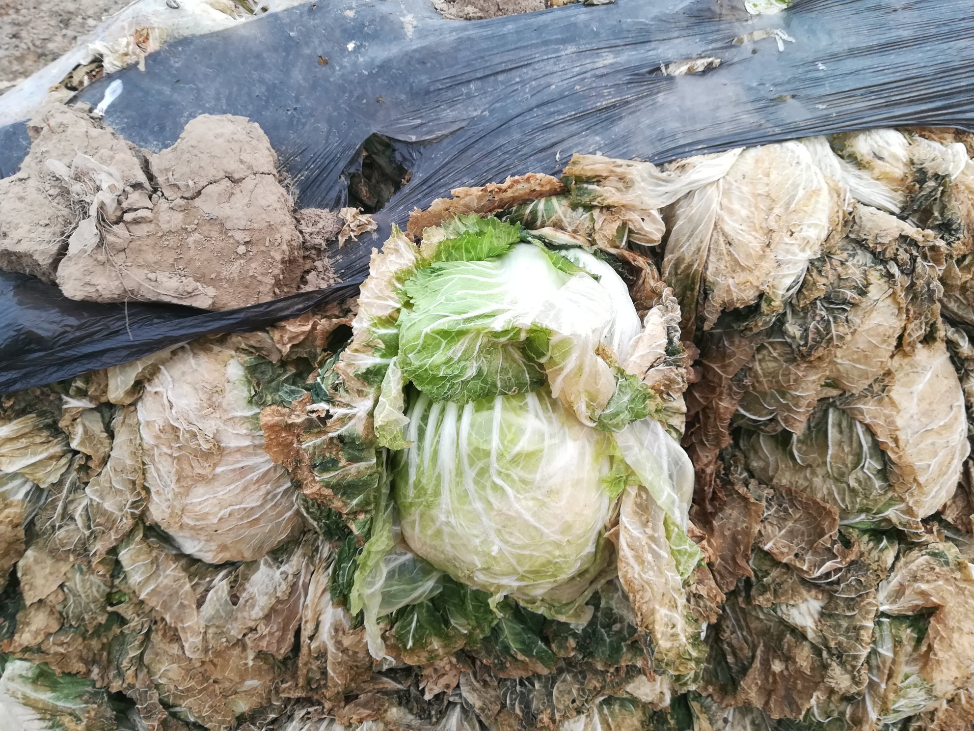 白菜不同储存状态对比图