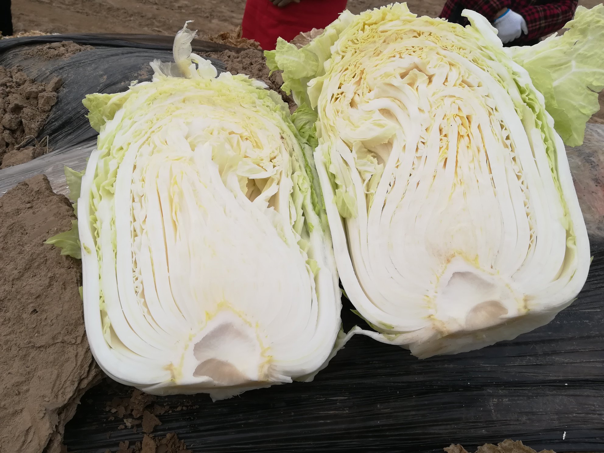 白菜横截面特写：新鲜胶州白菜底部切口，呈现3圈清晰细腻的浅黄色同心圆状玉带纹，纹路间距均匀，无褐斑或空洞