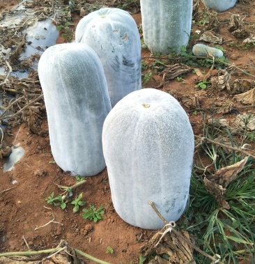 [冬瓜批发]白冬瓜价格0.65元/斤 - 一亩田