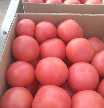 民勤县西红柿粉红大红西红柿大量上市了有意者请联系我