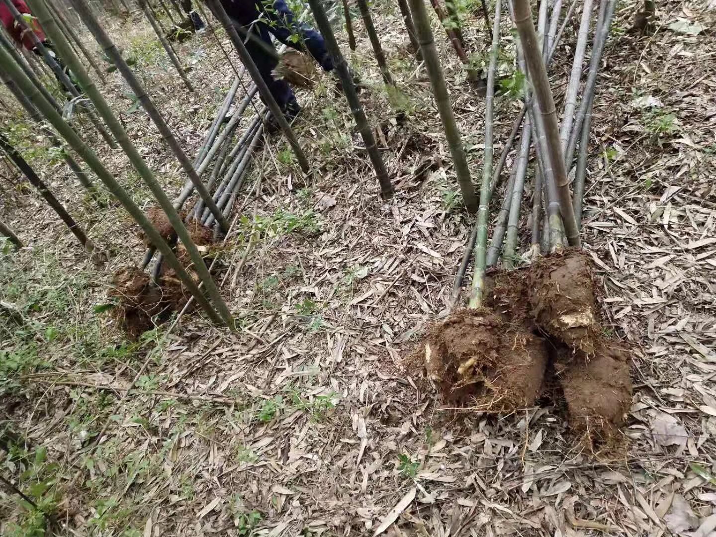 一幅手绘风格的剖面图,展示金镶玉竹地下部分的结构:横向延伸的竹鞭埋于土壤中,节间明显,部分节点向上发出新笋,向下生根,母竹与子竹之间有一定间距,标注了‘竹鞭’、‘笋芽’、‘根系’等文字说明,背景为浅色土壤层 金镶玉竹地下竹鞭结构示意图