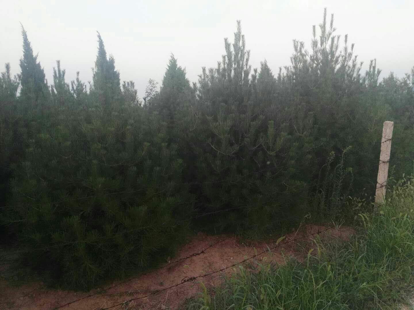广角实景航拍级构图:完整呈现白皮松在早春自然生境中的整体形态,重点突出树皮质感、针叶密度、以及雌雄球花在枝条上的实际分布密度与色彩存在感,环境要素(残雪、晴空)强化季节特征 白皮松春季整体景观:中景为一株百年白皮松主干,银白灰褐相间树皮清晰可见;前景枝条上清晰分布着数处紫红色雌球花与赭黄色雄球花,天空澄澈,地面微覆残雪,展现北方早春典型物候环境
