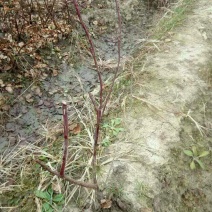 木瓜火棘树香椿梨树处理