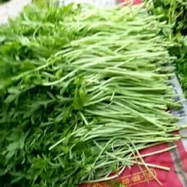 精品芦蒿