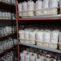茶树菇菌种菌包支持预订