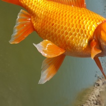 红草，锦鲤