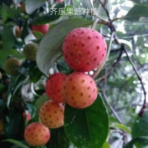 特色水果四照花果树苗石枣树种苗山荔枝实生裸根苗