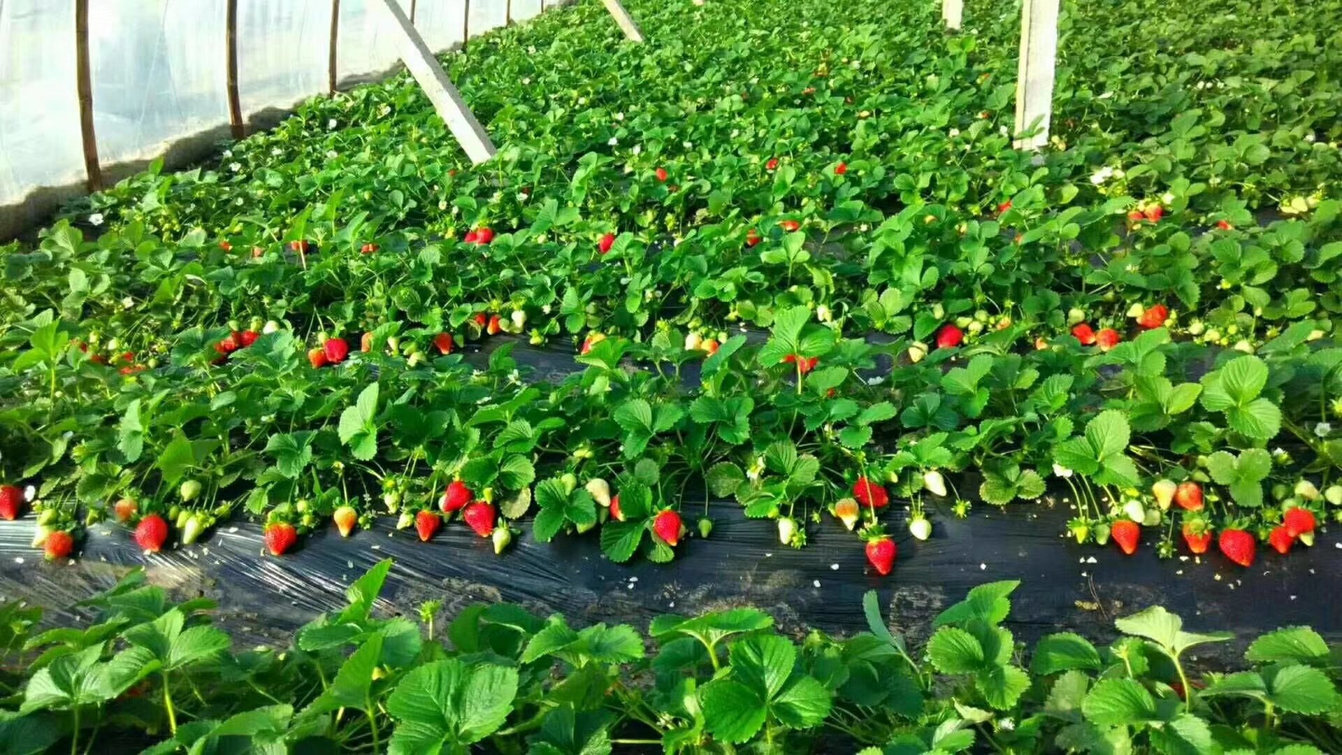 一片温室内的奶油草莓种植园,整齐排列的绿色植株上挂着大量正在生长的草莓,部分果实为淡粉色,部分已转为浅红色,叶片肥厚翠绿,土壤覆盖黑色地膜,一名农民正在弯腰检查果实成熟情况,环境干净整洁 奶油草莓果园实景