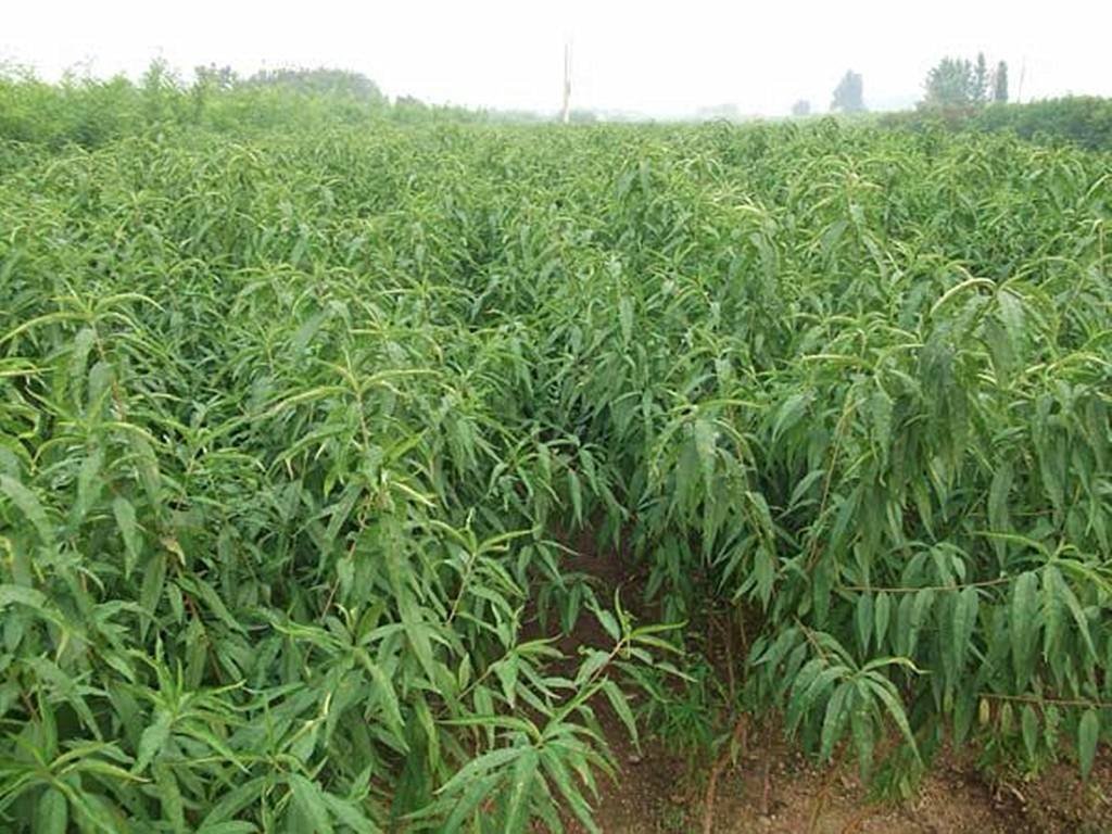 黄桃树春季定植现场图