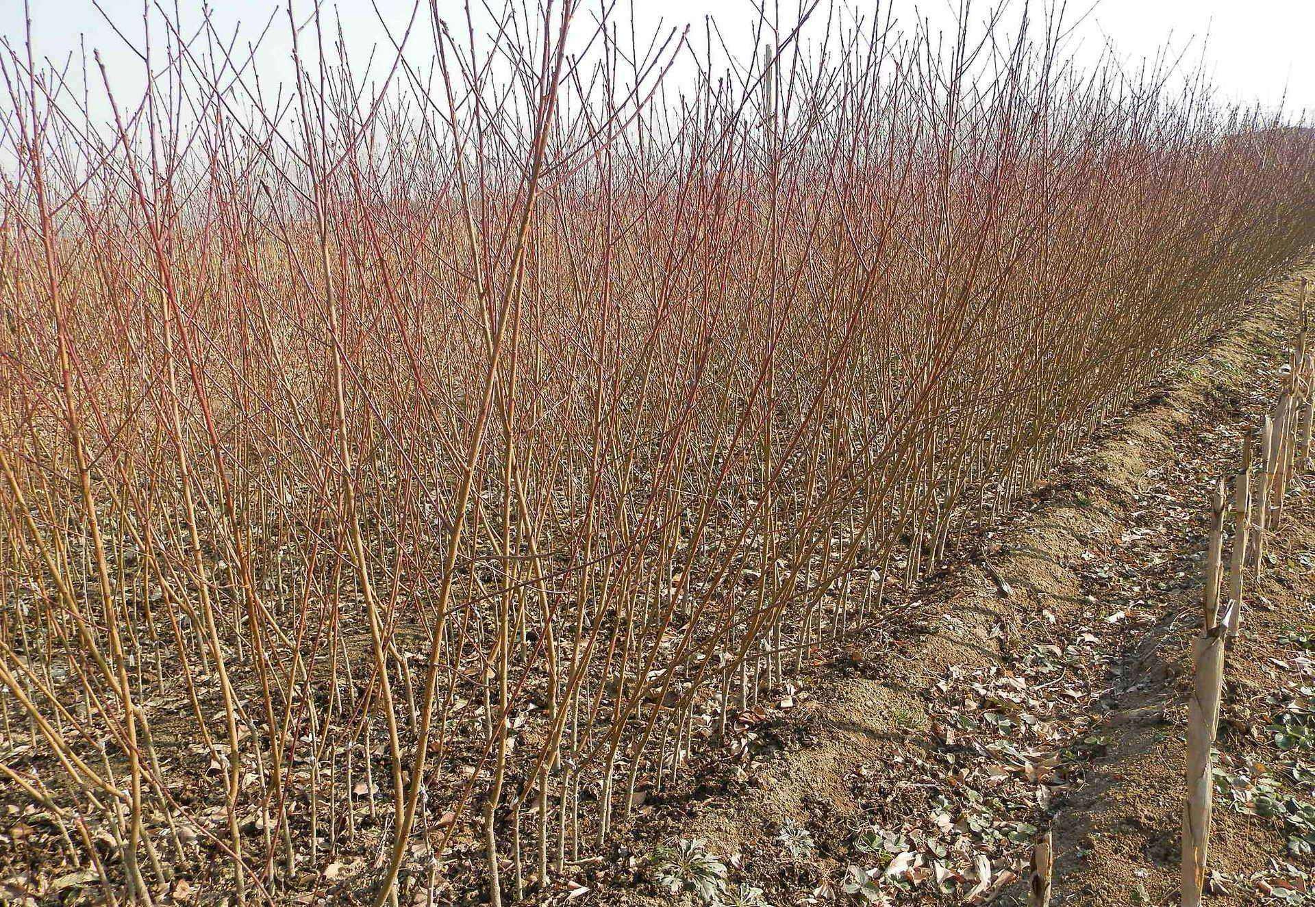 黄桃幼树冬季防寒实景图：树干涂白、根部培土、覆盖保温罩