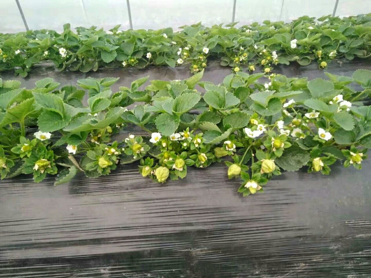 奶油草莓种植前土壤翻耕与做畦示意图