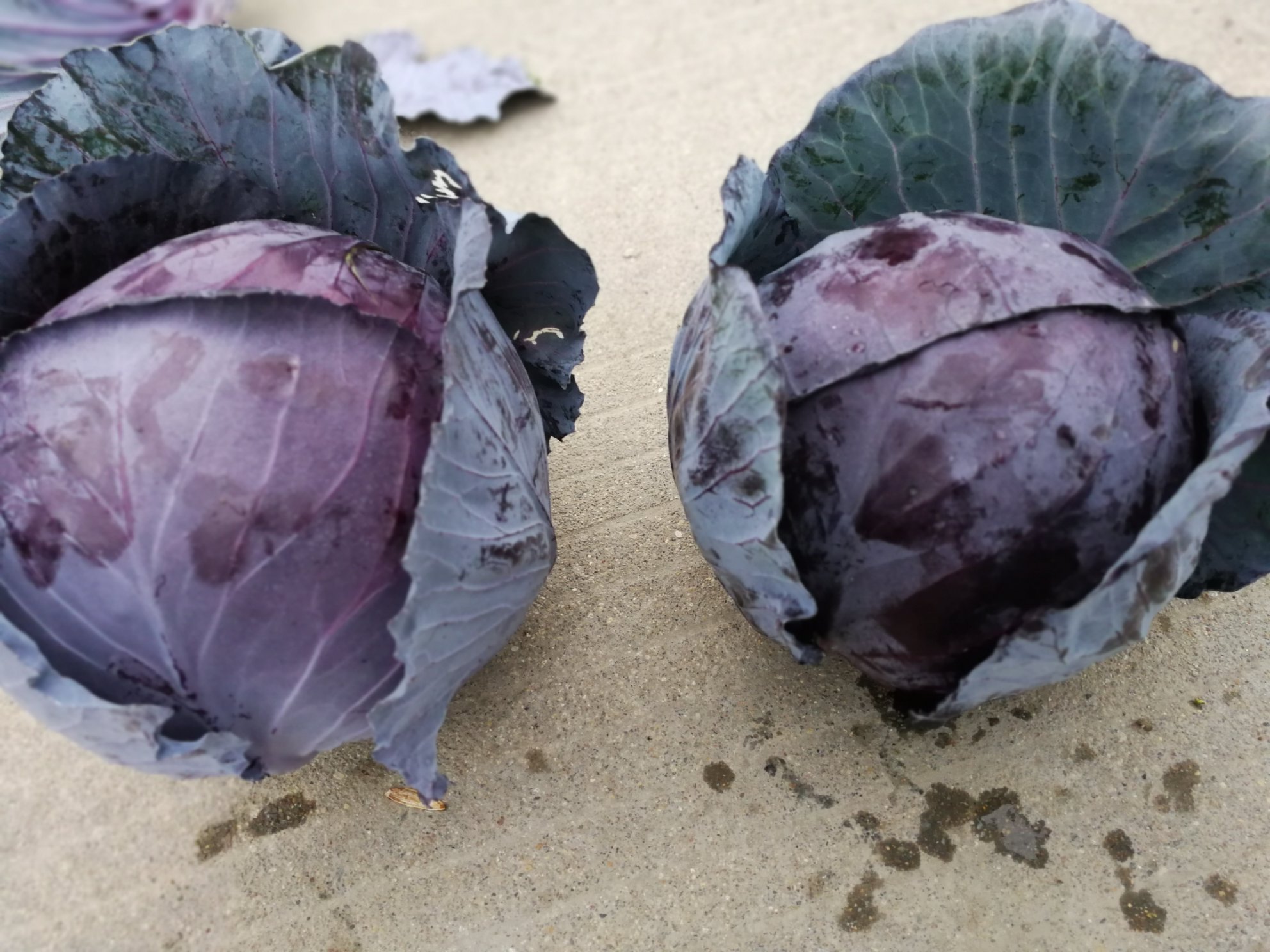 紫甘蓝切丝特写：深紫红色叶片层叠分明，表面微带天然蜡质光泽，无萎蔫或褐变，呈现新鲜采收状态