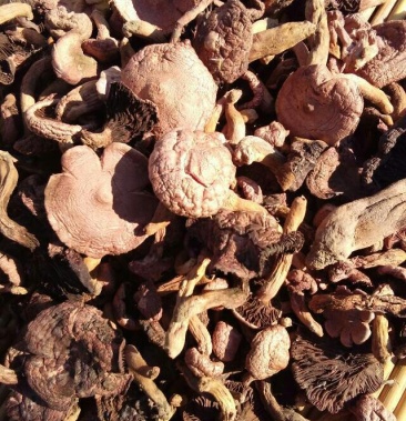 沂蒙山野生蘑菇稀有菌类