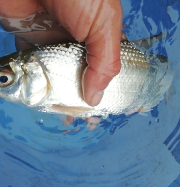 黄尾鱼沙黄鱼黄鱼黄沙鲮