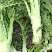 优质花叶棒菜(现货)