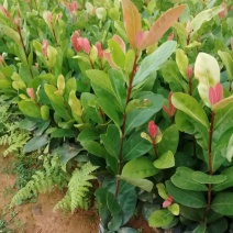漳州市绿化苗木龙船花