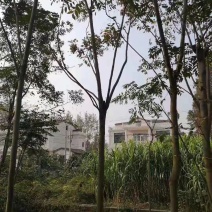 栾树